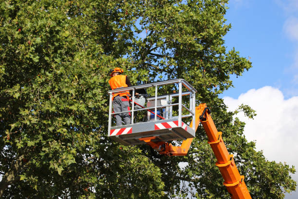 Best Storm Damage Tree Cleanup  in Lemont Furnace, PA